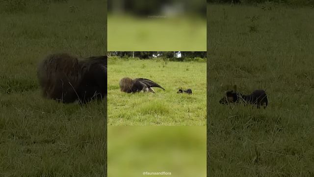 Животное с "двумя" головами смотреть онлайн