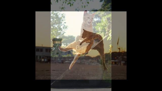 Karate Cats/Карате Кот смотреть онлайн