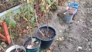 Павловния из семян. Результаты по выращиванию. Первый год.