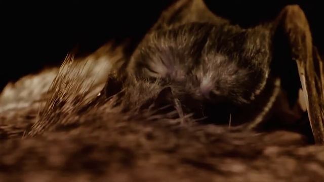 Летучие мыши - Вампиры