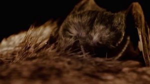 Летучие мыши - Вампиры