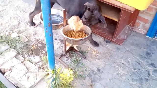 Как кошка с собакой (Кане-корсо). смотреть онлайн