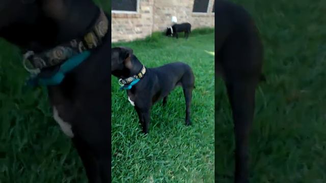 My big PITBULL смотреть онлайн