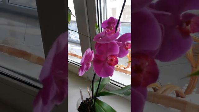 Орхидея малиновая🌺 смотреть онлайн