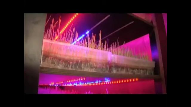 Биотрон-ЕКОМ