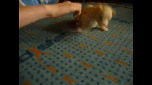 щеночки смотреть онлайн