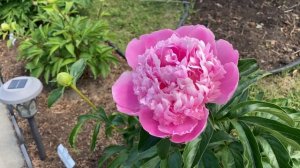 Пион Мистер Эд