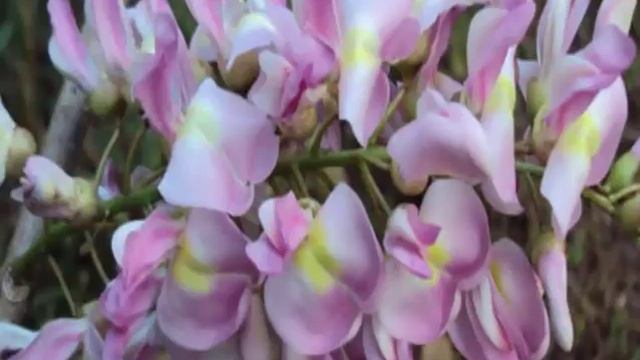 The Benefits of Glory Cedar смотреть онлайн