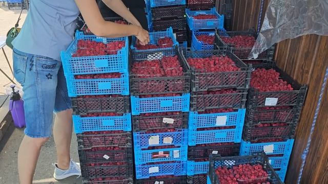 Краснодарский оптовый рынок (Яма), обзор на 18.07.2023г