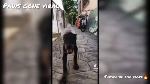 #doberman vs Street dog fight tik tok video best clips fighting in india Rood смотреть онлайн