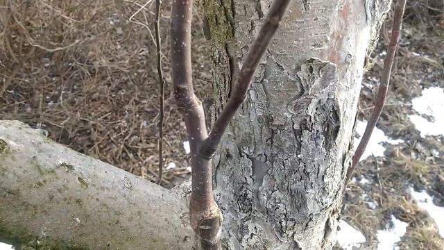 Обрезка прошлогодней весенней прививки яблони смотреть онлайн