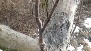 Обрезка прошлогодней весенней прививки яблони