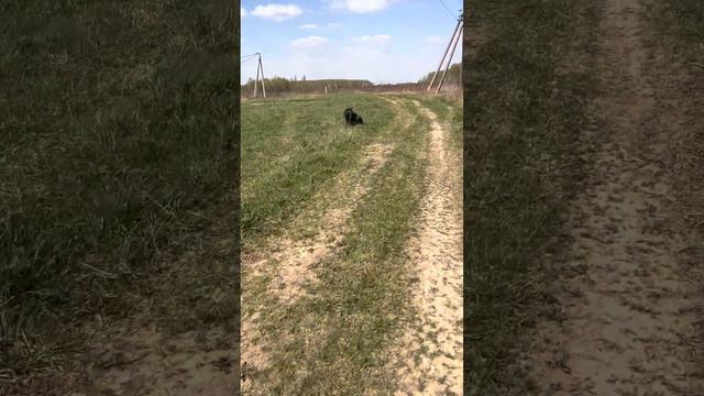 Талисман) #tttt #cane #канекорсо #canecorso #canecorsoitaliano #канекорсоитальяно
