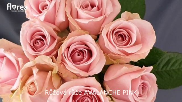 Růžová růže AVALANCHE PINK - Florea.cz смотреть онлайн