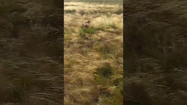Нашол карсака смотреть онлайн