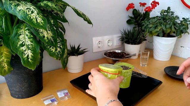 ПЕТУНИЯ - ЛЕГКО! Сажаем семена кустовой петунии смотреть онлайн