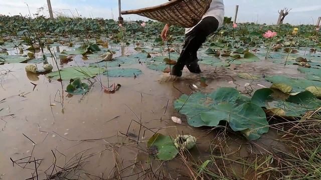 TOP10 Videos Fishing Catching And Hunting In Lake | Amazing Result With Beautiful Fish