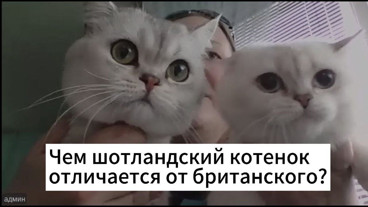 Чем отличается шотландская кошка от британской? смотреть онлайн