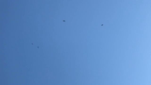 Сколько летает домашний голубь смотреть онлайн