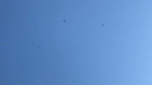 Сколько летает домашний голубь