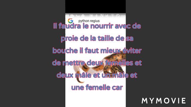 Fiche d'élevage python regius pt2 смотреть онлайн