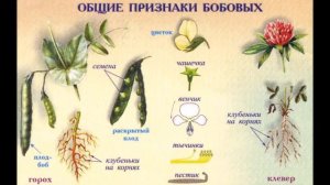 Семейство бобовые  Общие признаки  Биология  7 класс