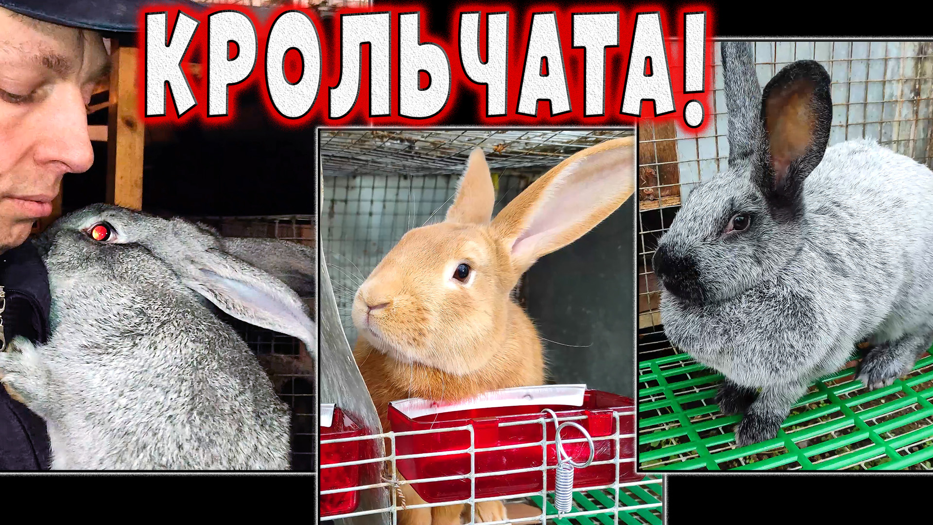 Что и требовалось доказать! Бугаюшечка и Сильва окролились смотреть онлайн