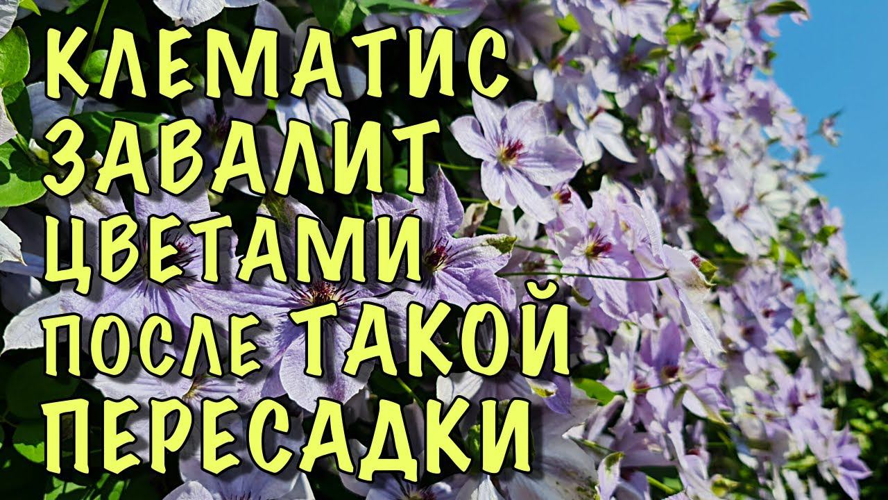 Пересадите ТАК КЛЕМАТИС и он ЗАВАЛИТ ЦВЕТАМИ смотреть онлайн