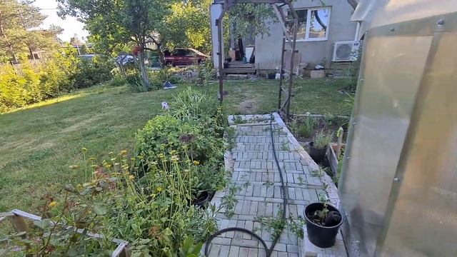 Дела садовые. Высадила огурцы. Засуха и постоянный полив. Спасаем урожай смотреть онлайн