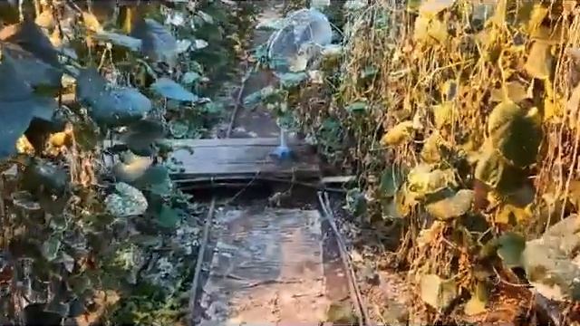 Обзор нашей зимней теплицы на 11 июня 2020 года. смотреть онлайн