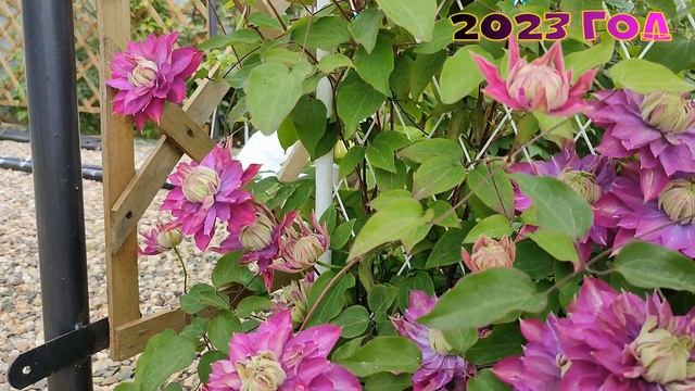 КЛЕМАТИС КАЙЗЕР. СРАВНИТЕ ЦВЕТЕНИЕ 2023 и 2022 ГОДА ?? смотреть онлайн