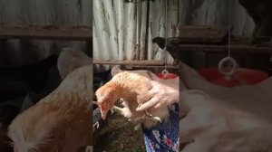 Куры доминанты состояние в 4 месяца