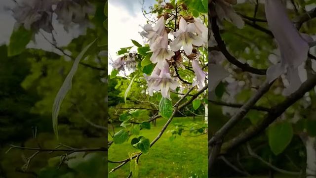 Как исполняются желания. Анонс Таро из Рима на вторую неделю мая 2023 Все знаки. смотреть онлайн