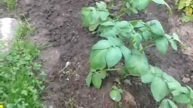 Что с картофельной ботвой? Сорт Невская смотреть онлайн