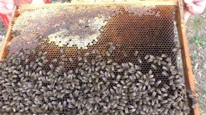 ОПОНОШЕННЫЕ МЕДОВЫЕ РАМКИ. ЧТО С НИМИ ДЕЛАТЬ.