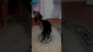 Занятие игра с щенком добермана
