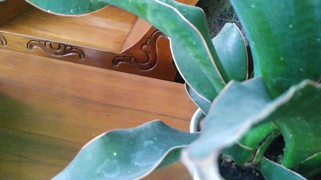 Sansevieria Subspicata rosea grandis