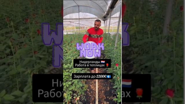 Обрезка цветов в теплице, Голландия! смотреть онлайн