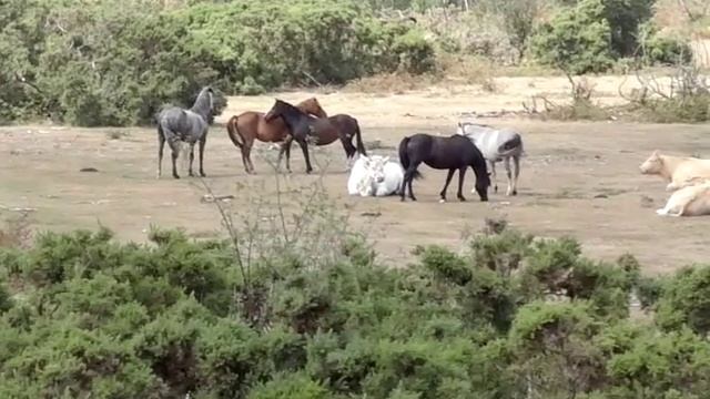 Now We Are Free (Heitor Pereira, Lisa Gerrard, Hans Zimmer) смотреть онлайн