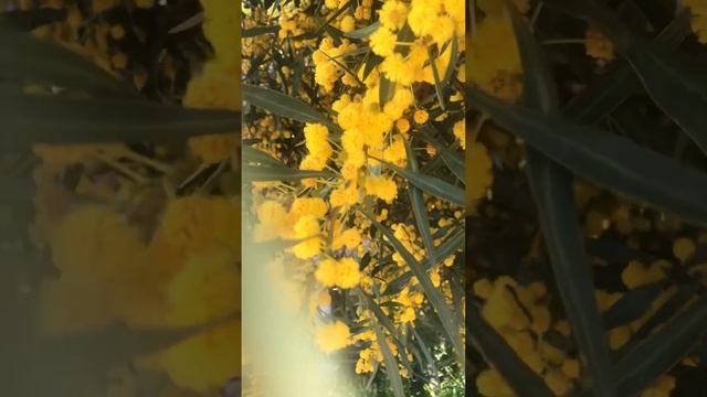 Роскошное цветение мимозы в Турции смотреть онлайн