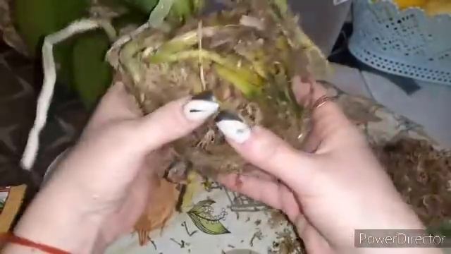 ПЕРЕСАДКА ОРХИДЕЙ АЗИАТОК/ШИЛЛЕР на СТЮАРТИАНУ/ПАНДА ОГРОМНЫХ РАЗМЕРОВ/ОПЯТЬ ВСЕ ПОШЛО НЕ ПО ПЛАНУ смотреть онлайн
