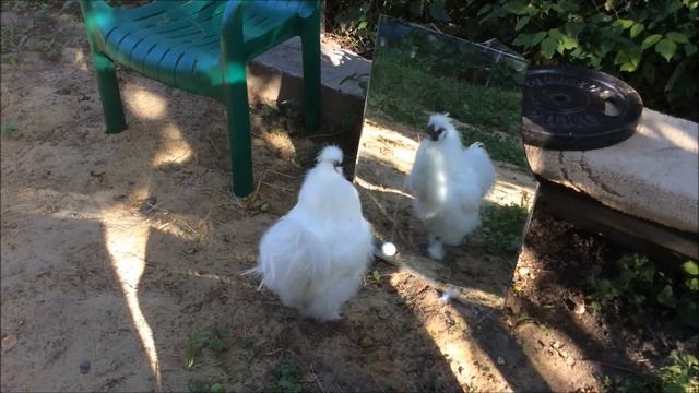 Петух Китайский Шёлковый Белый смотреть онлайн