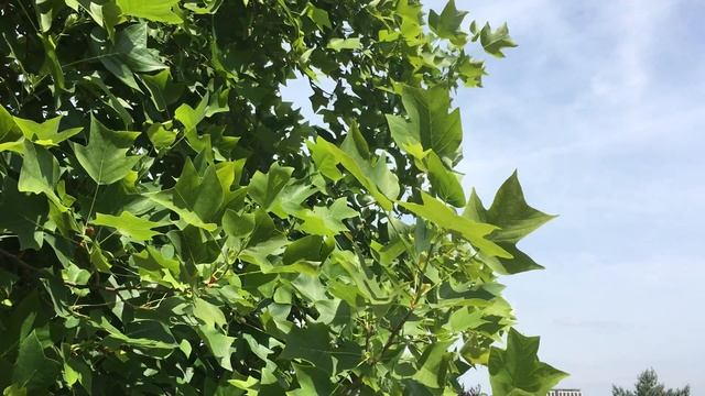 Tulip Tree (Liriodendron tulipifera) - leaves - June 2018 смотреть онлайн