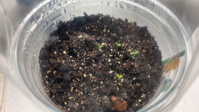 Петунья на 6 день! Инкубация перепелов на 37.6 смотреть онлайн