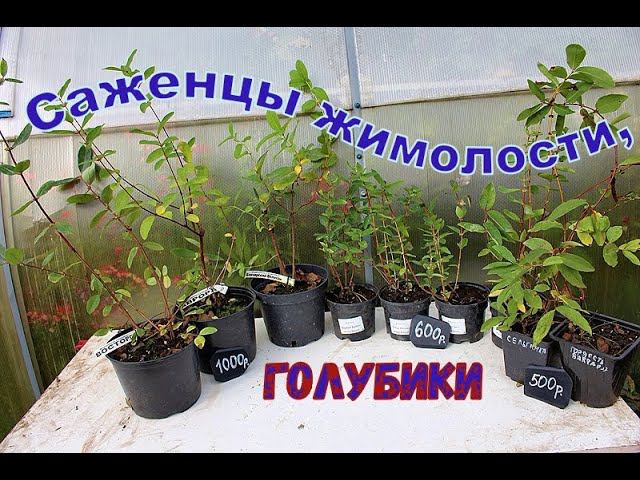 Саженцы жимолости, голубики смотреть онлайн