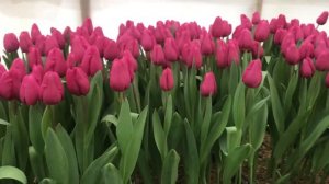 Сорт тюльпанов Purple Raven (Пурпул Равен)