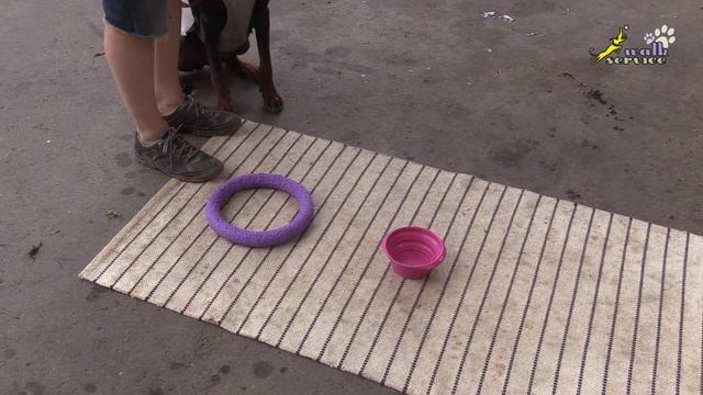 Доберман дрессировка, команда тач в пустую миску рядом с кормом смотреть онлайн