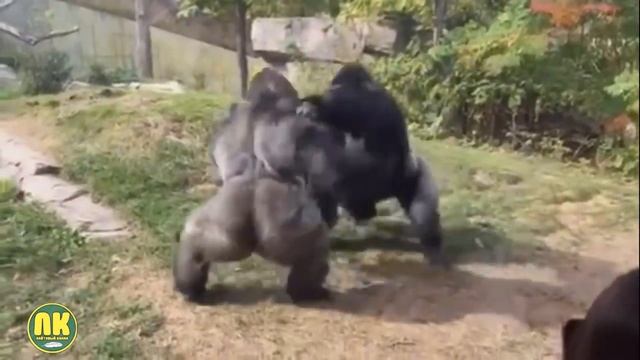 Самые Сильные Животные в Мире. Топ 10 смотреть онлайн