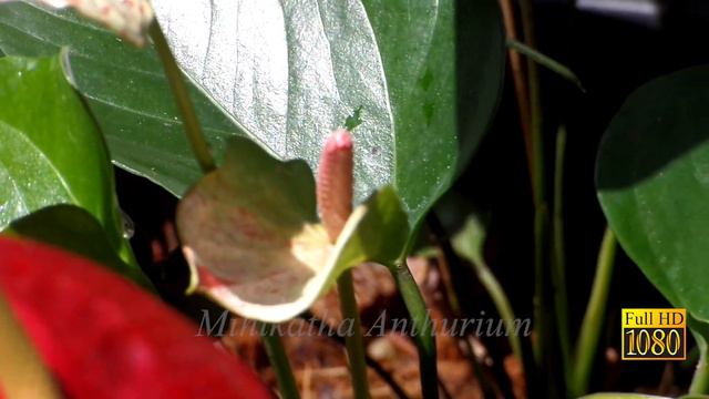 Anthurium Varieties මිහිකත ඇන්තුරියම් смотреть онлайн