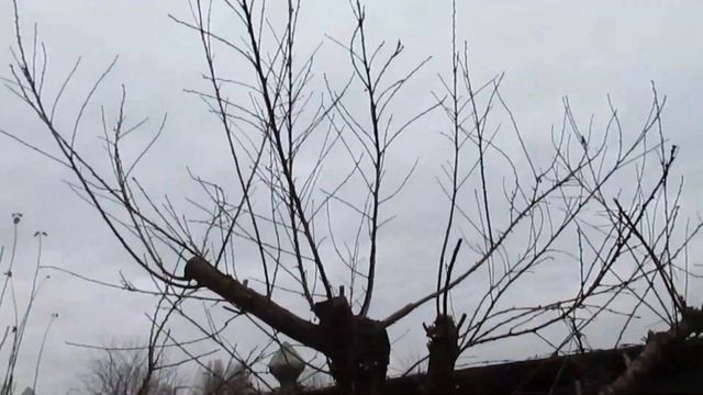 ОБРЕЗКА АБРИКОСА ЗА 1 МИНУТУ, без лишних слов. смотреть онлайн